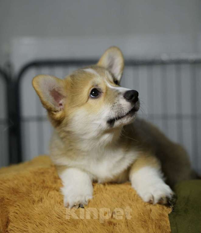 Собаки в Москве: Чакибусенок #2 - замечательный компанейский мальчик рыже-белый (возможно Соболь). С хвостиком  Мальчик, Бесплатно - фото 6