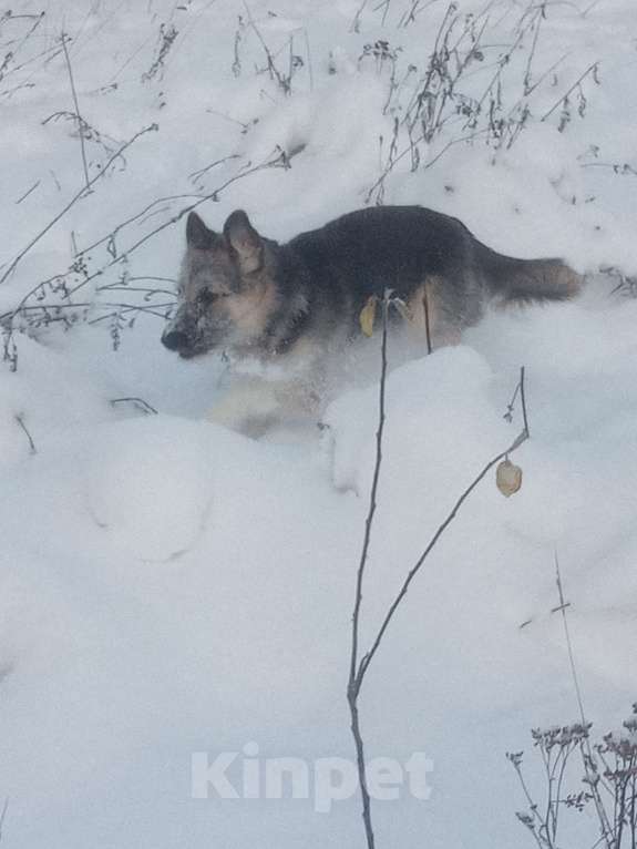 Собаки в Санкт-Петербурге: Удивительное сочетание силы и доброты Девочка, 500 руб. - фото 2