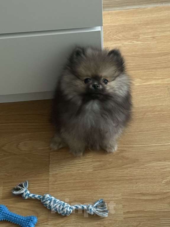 Собаки в Москве: Прекрасный щенок ищет дом Мальчик, Бесплатно - фото 3