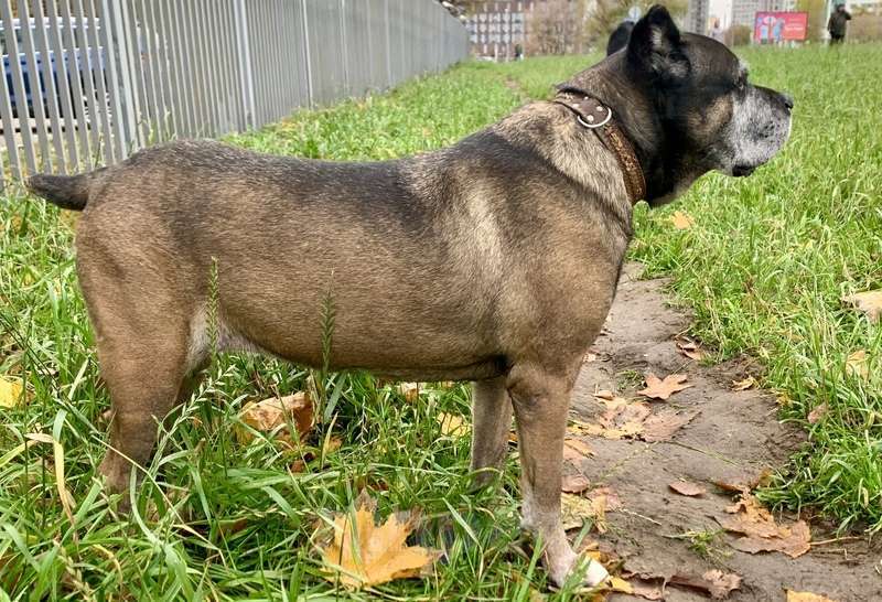 Собаки в Москве: Кане-корсо Кира срочно ищет дом Девочка, 1 руб. - фото 7