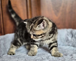 Кошки в Химках: Шотландские прямоухие котята Разнополые, 15 000 руб. - фото 9