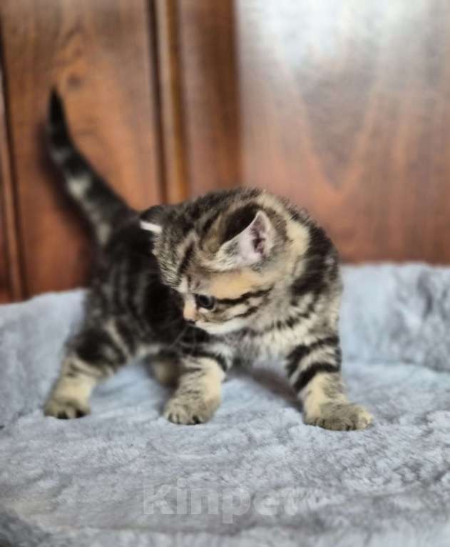 Кошки в Химках: Шотландские прямоухие котята Разнополые, 15 000 руб. - фото 9