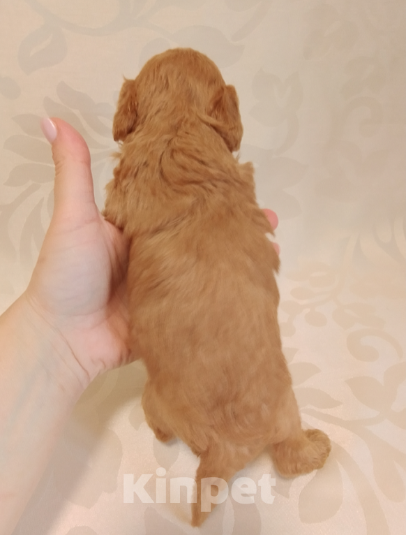 Собаки в Шахте: Щенки пуделя миниатюра. Разнополые, 45 000 руб. - фото 4