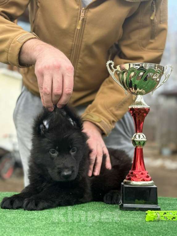 Собаки в Кургане: Щенок немецкой овчарки длинношерстной Девочка, 40 000 руб. - фото 3