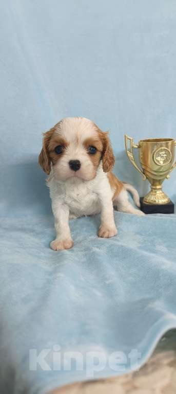 Собаки в Москве: Кавалер Кинг Чарльз Спаниель мальчик Мальчик, 90 000 руб. - фото 1