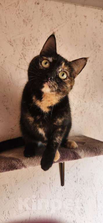 Кошки в Москве: История Милки: когда “временно” стало навсегда Девочка, Бесплатно - фото 1