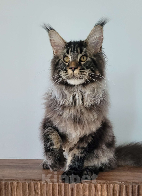 Кошки в Москве: Котенок чёрный мрамор Мальчик, 85 000 руб. - фото 4