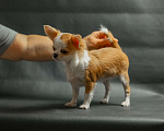 Собаки в Новосибирске: Щенок Чихуахуа  Девочка, 75 000 руб. - фото 2