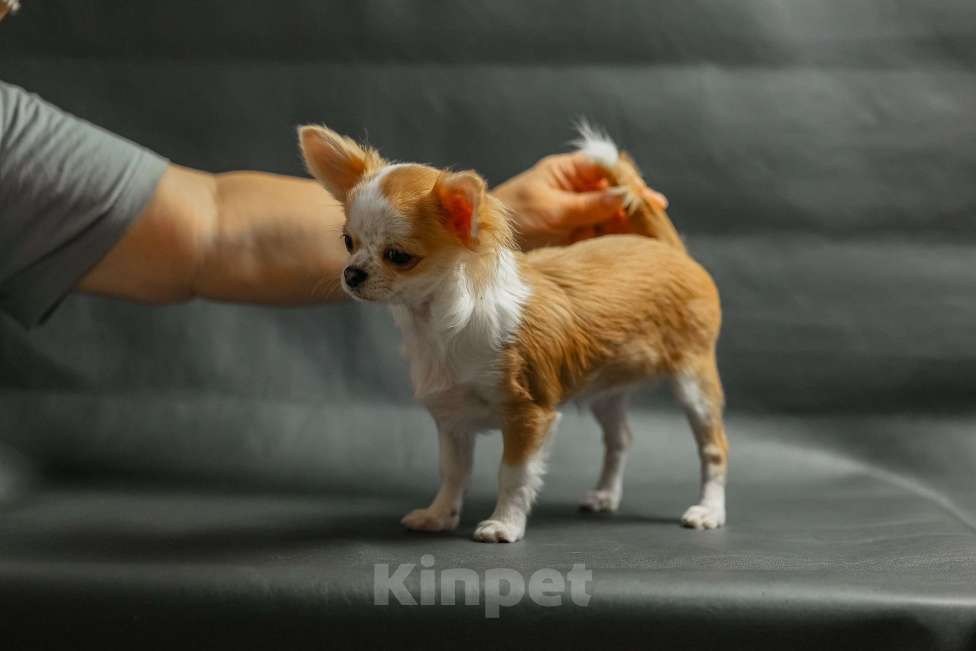 Собаки в Новосибирске: Щенок Чихуахуа  Девочка, 75 000 руб. - фото 2