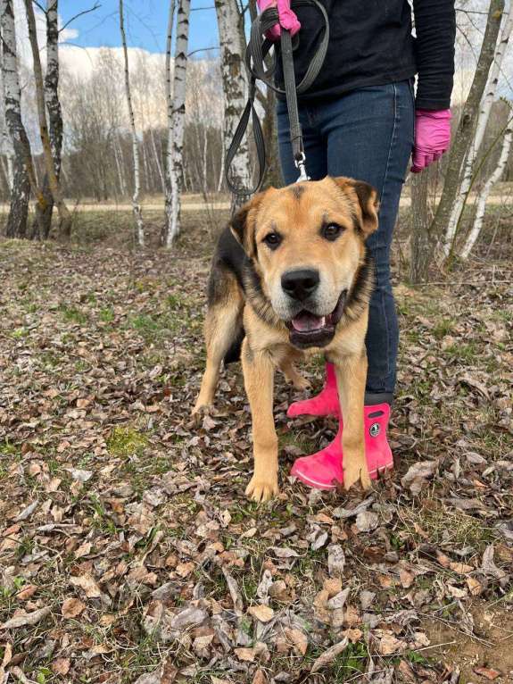 Собаки в Москве: Валли, добро с хвостиком Мальчик, Бесплатно - фото 4