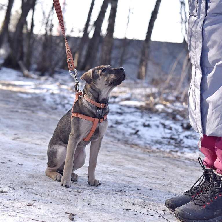 Собаки в Пушкино: Линк, 3 месяца. Метис шарпея Мальчик, 500 руб. - фото 2