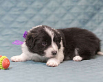 Собаки в Москве: Идеальный щеночек бордер-колли Мальчик, Бесплатно - фото 4
