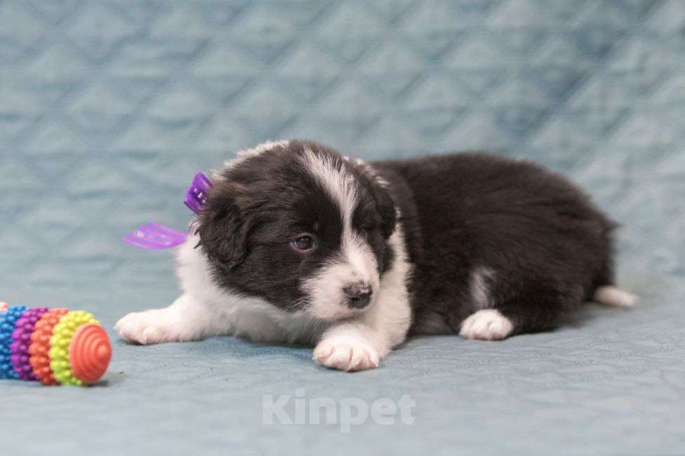 Собаки в Москве: Идеальный щеночек бордер-колли Мальчик, Бесплатно - фото 4