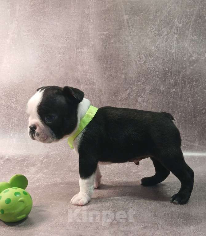 Собаки в Санкт-Петербурге: Бостон терьер кобель Мальчик, 80 000 руб. - фото 2