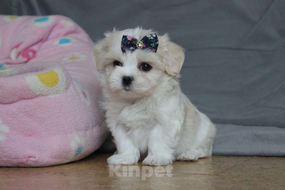 Собаки в Омске: Мальтезе красивый мини малыш Мальчик, 75 000 руб. - фото 4