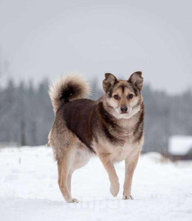 Собаки в Москве: Небольшой шоколадный пёсик Нейхем в добрые руки Мальчик, Бесплатно - фото 2