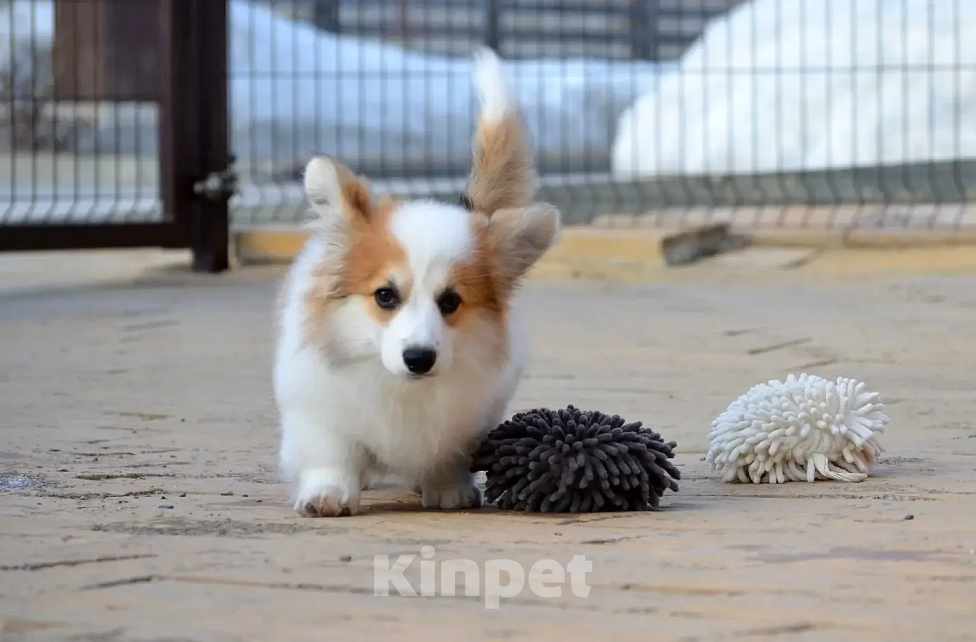 Собаки в Новосибирске: Щенок вельш корги пемброк Девочка, 50 000 руб. - фото 7