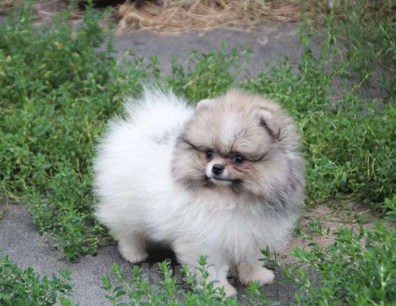 Собаки в Калуге: Нарядный померанчик Мальчик, 40 000 руб. - фото 3