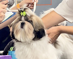 Собаки в Москве: Кобель шитцу кастрат в качестве домашнего питомца Мальчик, 30 000 руб. - фото 1