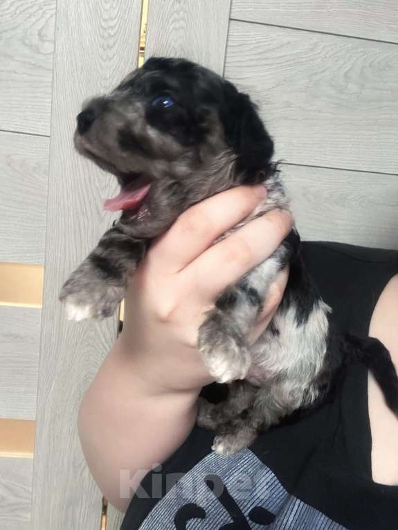 Собаки в других городах Московской области: Лакомый красавец готов на бронь Мальчик, 60 000 руб. - фото 2