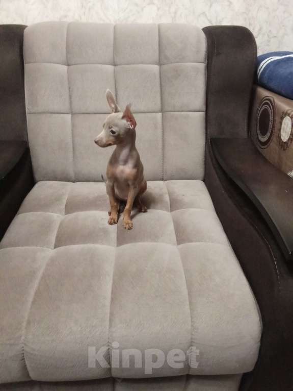 Собаки в Ейске: Лиловый мальчик той Мальчик, 20 000 руб. - фото 1