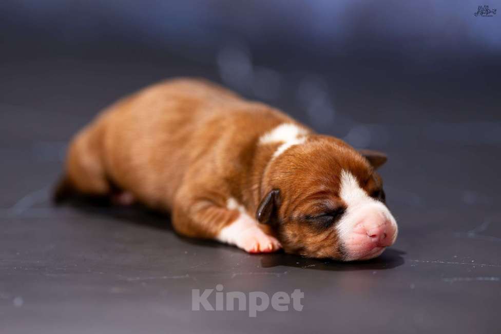 Собаки в других городах Московской области: Девочка 1 Девочка, 90 000 руб. - фото 3