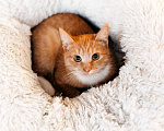Кошки в Химках: Котенок в добрые руки Мальчик, Бесплатно - фото 1