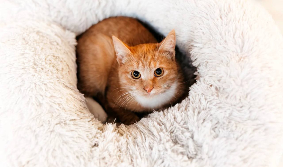 Кошки в Химках: Котенок в добрые руки Мальчик, Бесплатно - фото 1