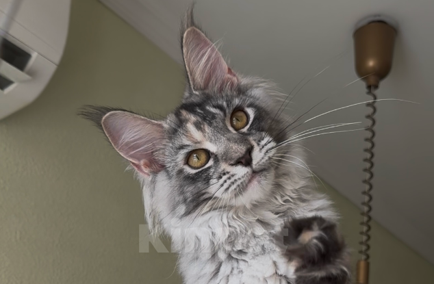 Кошки в Санкт-Петербурге: ⚜️Империя⚜️ Девочка, 70 000 руб. - фото 4