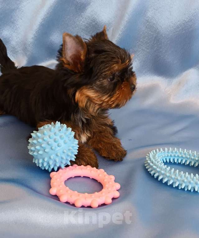 Собаки в Санкт-Петербурге: Щенок йоркширского терьера.  Мальчик, 50 000 руб. - фото 7