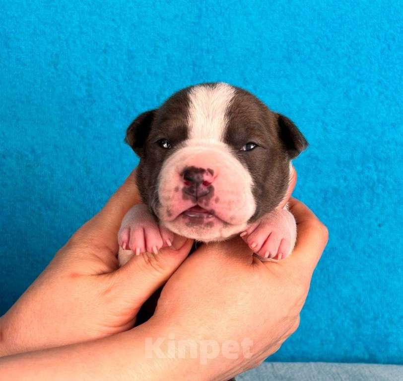 Собаки в Москве: Шикарный голубой мальчик Мальчик, 120 000 руб. - фото 1