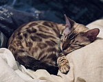 Кошки в Дзержинском: Бенгальскую кошечку в добрые руки Девочка, 1 руб. - фото 1