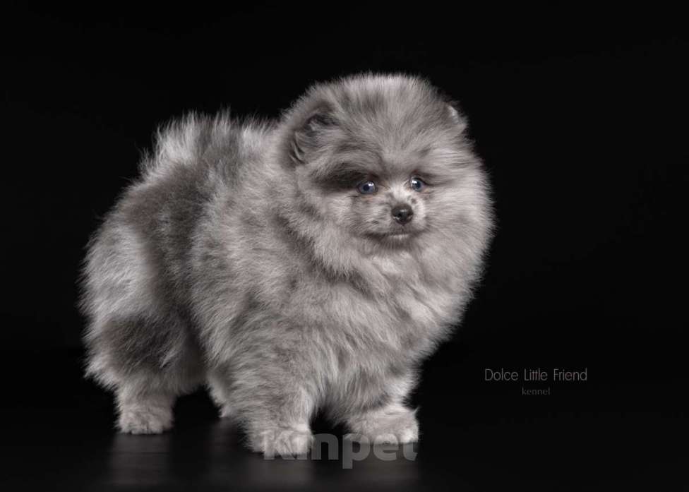 Собаки в Нижнем Новгороде: чудо мальчик- голубой мерль Мальчик, 50 000 руб. - фото 3