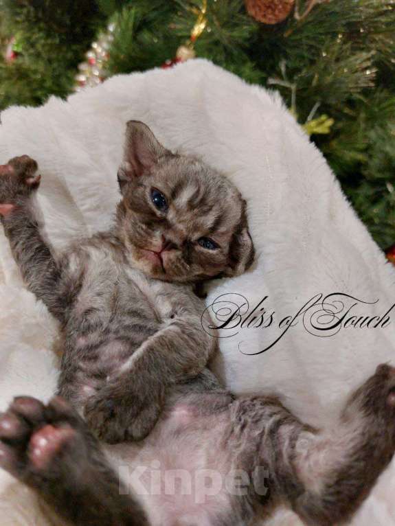 Кошки в Воронеже: Котенок девон рекс мальчик Мальчик, 100 000 руб. - фото 3