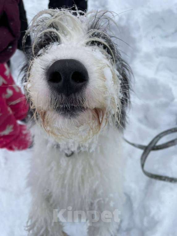 Собаки в Москве: Космо Мальчик, Бесплатно - фото 2
