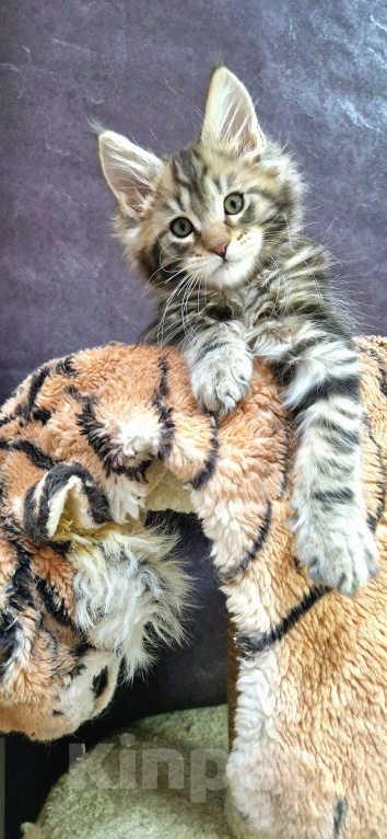 Кошки в Ижевске: Котята мейн-кун Мальчик, 60 000 руб. - фото 8