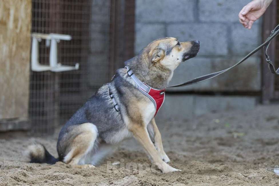 Собаки в Москве: Ода - заразит своей улыбкой Девочка, Бесплатно - фото 5