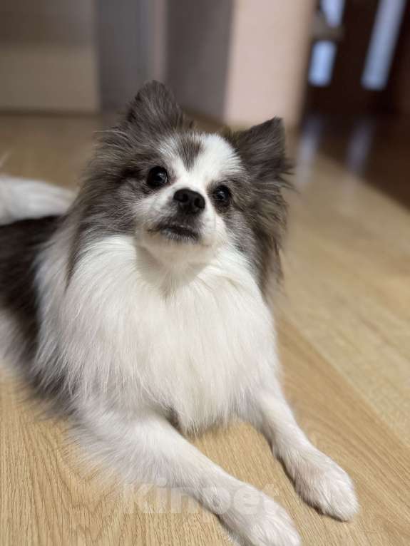 Собаки в Краснодаре: Срочная продажа Мальчик, 13 000 руб. - фото 4