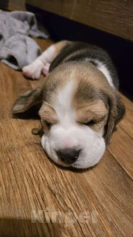 Собаки в Чите: Красная лента Мальчик, 50 000 руб. - фото 5