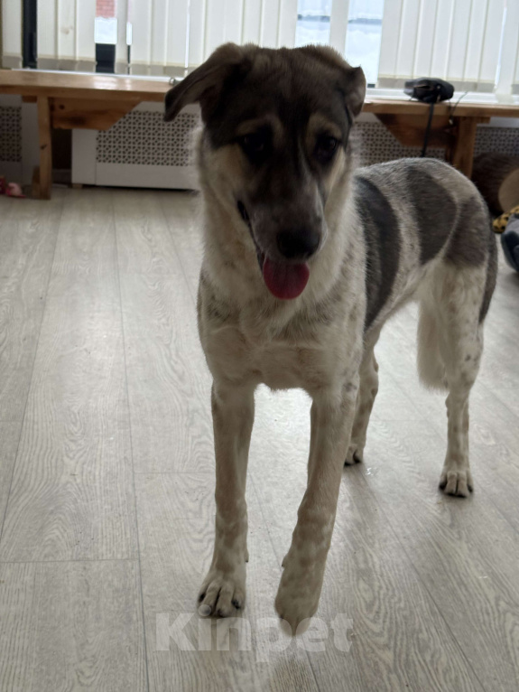 Собаки в Москве: Красавица Хильда в поисках семьи  Девочка, Бесплатно - фото 6