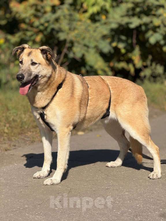 Собаки в Москве: Дейзи  Девочка, Бесплатно - фото 6