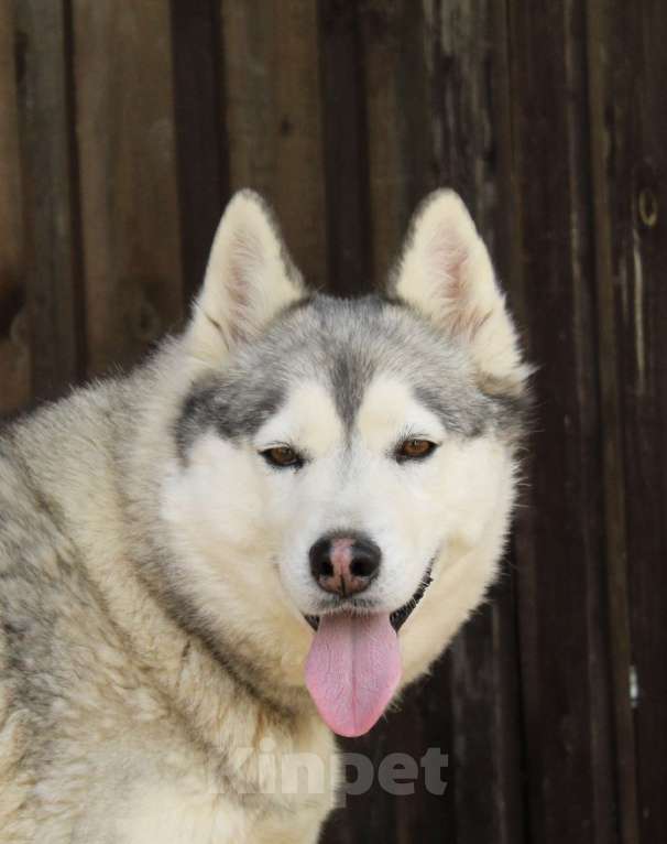 Собаки в Москве: Красавица, умница Пижма, найденушка из Владимирской области Девочка, Бесплатно - фото 2