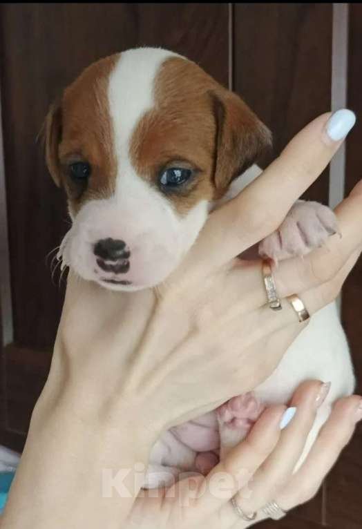 Собаки в других городах Московской области: Девочкиа Джек Рассел терьер  Девочка, 15 000 руб. - фото 2