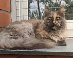 Кошки в Красноармейске: Кошка мейн кун,6 лет Девочка, 5 000 руб. - фото 1