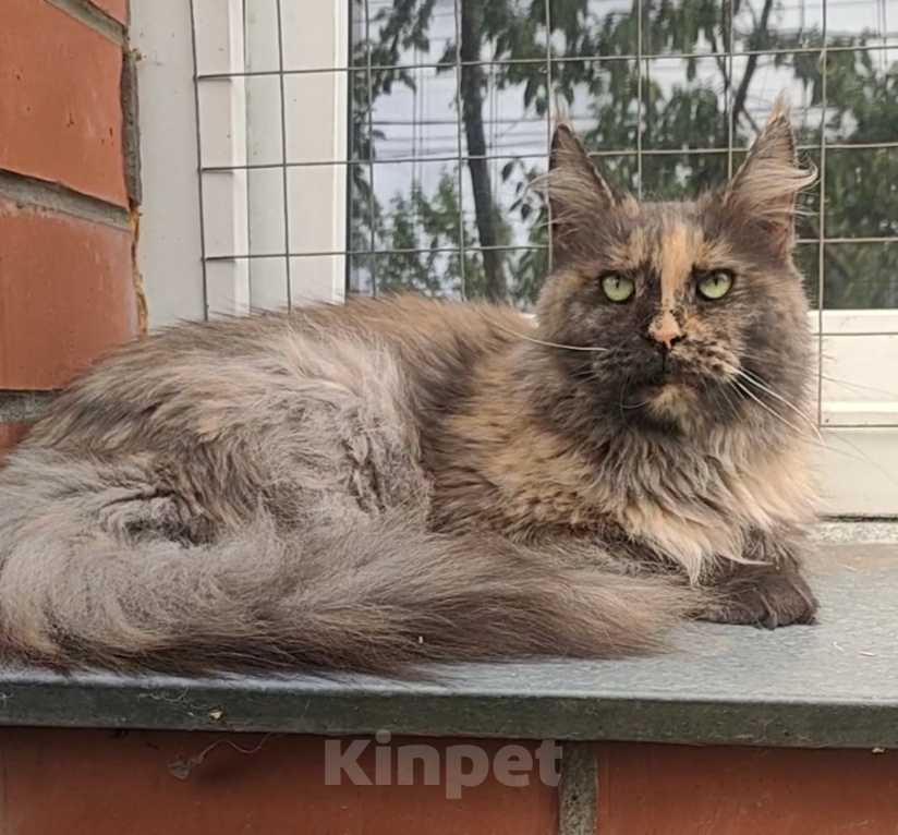 Кошки в Красноармейске: Кошка мейн кун,6 лет Девочка, 5 000 руб. - фото 1