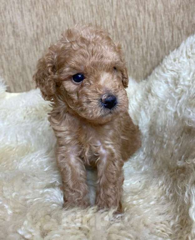 Собаки в Москве: Пудель той/миниатюрный РКФ Мальчик, 80 000 руб. - фото 5