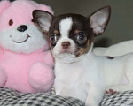 Собаки в Москве: Девочка чихуахуа шоколадный триколор Девочка, 45 000 руб. - фото 1