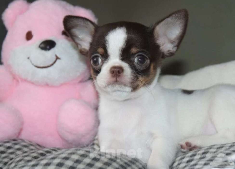 Собаки в Москве: Девочка чихуахуа шоколадный триколор Девочка, 45 000 руб. - фото 1