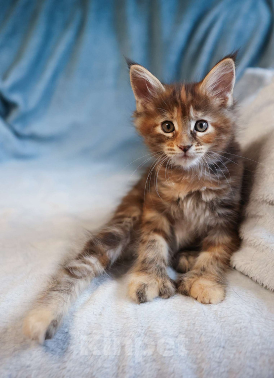 Кошки в Москве: Котенок мейн-кун Девочка, 60 000 руб. - фото 6