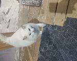 Кошки в Голицыно: Белая кошка комок Девочка, 100 руб. - фото 2